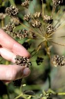 Foeniculum vulgare - Harvesting Fennel seeds
