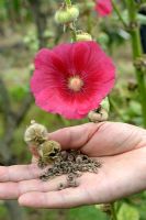Alcea rosea - Collecting Hollyhock seeds in late summer