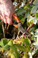 Pruning Raspberry cane to collect cuttings in autumn - Step 1