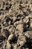 Clay soil freshly dug in large clods style