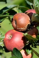 Monilinia fructigena - Brown rot disease on Apple
