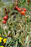 Lycopersicum esculentum - Tomato 'De Calabre' with blight symptoms on foliage