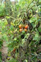 Phytophthora infestans - Blight on Tomato