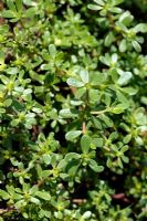 Portulaca oleracea - Purslane considered a weed and edible