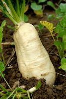 Brassica rapa - Turnip 'Blanc de Croissy'