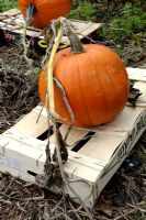 Cucurbita - Pumpkin growing on wooden crate to avoid rotting