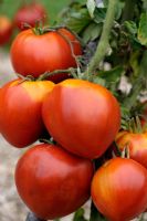 Lycopersicum - Tomatoes 'Coeur de Velours'