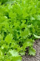 Cichorium endivia var. crispum - Curly Chicory Salad 'Grosse Pancaliere'