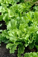 Lactuca sativa var. capitata - Batavia Lettuce salad