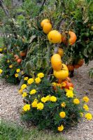 Lycopersicum - Tomatoes 'Big Rainbow' with Tagetes as companion planting and Miscanthus mulching