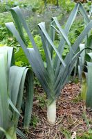 Allium porrum - Leek 'Monstrueux de Carentan' growing with straw mulching