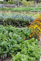 Vegetable garden with Rumex acetosa - Sorrel, Phaseolus vulgaris - Beans, Beta - Beetroot, Allium porrum - Leek and Tagetes - Marigolds