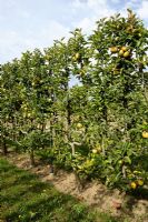 Malus 'Reinette du Canada' - Espalier trained Apple tree