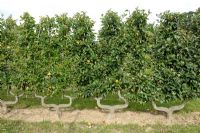 Malus 'Reinette grise du Canada' - Espalier trained Apple tree