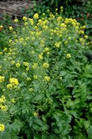 Sinapis alba - White Mustard can be used as green manure, October
