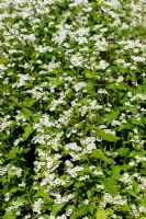 Fagopyrum esculentum - Buckwheat can be used as green manure