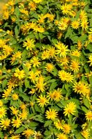 Melampodium paludosum 'Showstar' - Star Daisy