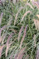 Pennisetum setaceum 'Sky Rocket' - Fountain Grass