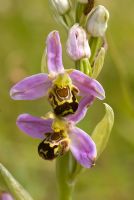Ophrys apifera - Bee orchid