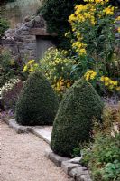 Silphium perfoliatum at Altamont Garden, Carlow, Ireland 