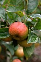Malus domestica - Apple 'Blenheim Orange' AGM - ready to harvest mid October
