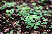 Thalictrum aquilegiafolium - Selinum wallichianum - newly germinated seedlings from seed sown fresh in autumn - no stratification required