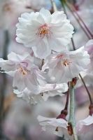 Prunus 'Kiku-shidare-zakura' - Cheal's weeping cherry