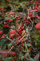 Tamus communis - Black Bryony berries and Rhododendron 'Daviesii' - foliage in autumn