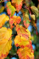 Acer grosseri var. hersii AGM - Autumn foliage colour