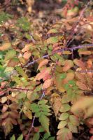 Rubus cockburnianus 'Goldenvale' AGM autumn foliage