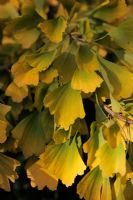 Ginkgo biloba 'Saratoga' - autumn foliage
