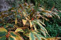 Hedychium spicatum - fruits with autumn colour