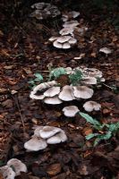 Clitoybe nebularis - Clouded Agaric, growing in leaf litter under shrubs in late autumn
