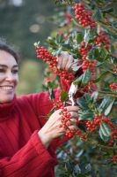 Girl in red jumper cutting Holly from Ilex aquifolium 'Siberia'