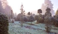 Mixed Hollies in the nursery in winter, with frost - Highfield hollies, Hampshire 

