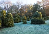 Mixed Hollies in the nursery with frost - mainly Ilex 'Golden  King' - Highfield hollies, Hampshire 