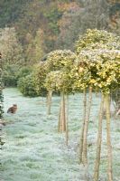 Clipped Ilex 'Golden King'  lollipops with bengal cat - Highfield hollies
 