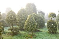 Clipped topiary shapes of Ilex altaclerensis 'Golden King' - Highfield hollies 
