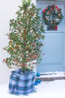 Front door in snow with wreath and Ilex aquilfoliium 'Siberia' in tartan wrapped pot - Highfield hollies, Hampshire
