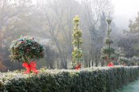 Ilex - Holly hedge and topiary decorated with red ribbons and baubles in frost - Highfield hollies 
 
