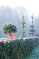 Ilex - Holly hedge and topiary decorated with red ribbons and baubles in frost - Highfield hollies 
