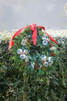 Wreath on Ilex - Holly hedge in frost, winter