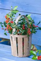 Wooden basket of mixed Ilex - Hollies