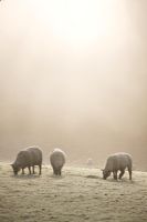 Shropshire sheep with ram on the left in mist