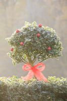 Ilex - Holly hedge and topiary decorated with ribbon and baubles in frost

