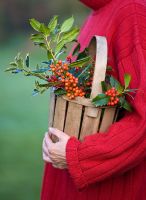 Girl in red jumper carrying wooden basket filled with Ilex aquifolium 'Amber', Ilex 'Handsworth new silver' and Ilex 'WJ Bean'