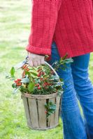 Woman in red jumper carrying wooden basket of mixed Ilex - Hollies