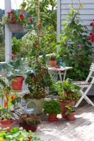 Balcony with pots of Lycopersicum - Tomatoes underplanted with Lactuca - Lettuce, Beta, Kohlrabi, Capsicum, Petroselinum, Phaseolus, Ocimum, Santolina, Pelargonium and Thymus