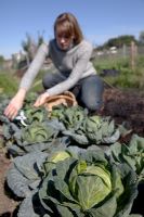 Woman cutting Brassica - Cabbage 'Unicorn'