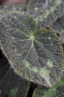 Begonia sizemoreae foliage in December.  Leaves with 'hairy' filaments.